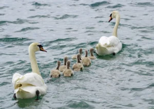 Familienplanung