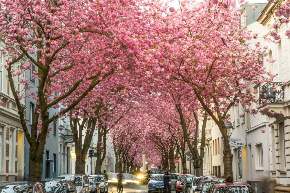 Paarberatung und Sexualberatung in Bonn